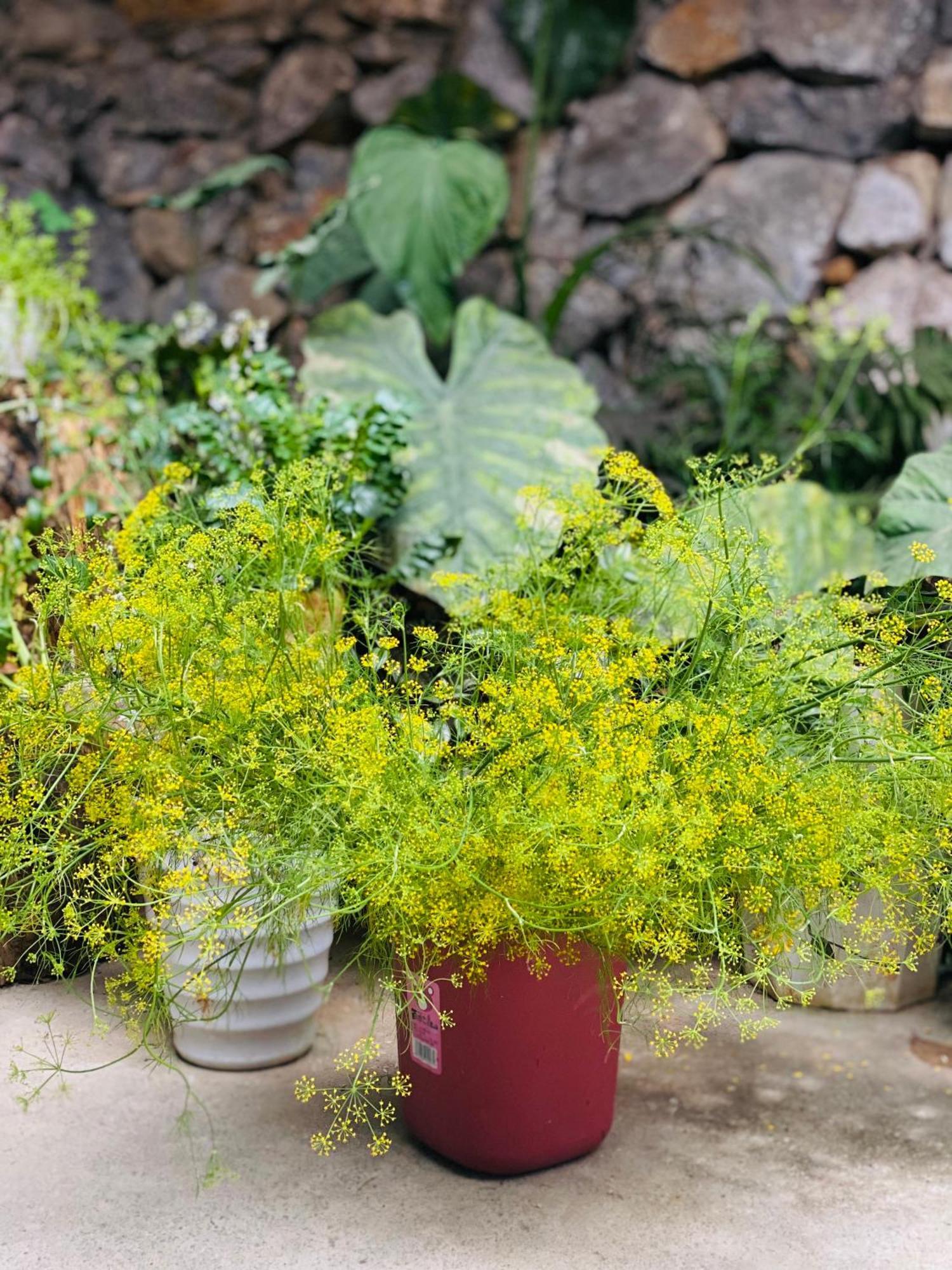 Le Petit Home Đồng Văn Esterno foto